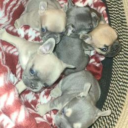 French Bulldog puppies from Kristy's French Bulldogs & Mini Schnauzers