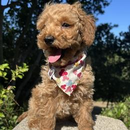 Pink Collar - female Cavapoochon puppy in Waterford, California from Windy Hill Doodles