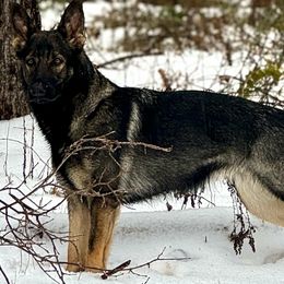 Georgia - German Shepherd