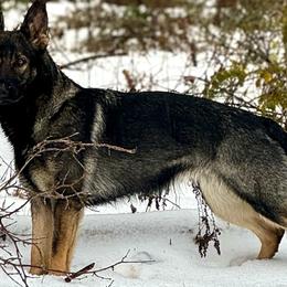 Georgia - German Shepherd