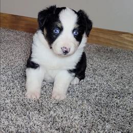 Tinker Bell - Black tri female Miniature Australian Shepherd puppy in Sunbury, Pennsylvania from Elemental Mini Aussies