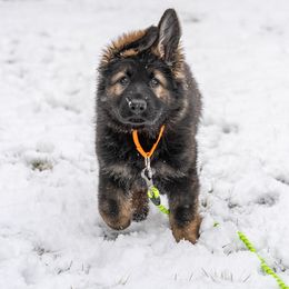 German Shepherd Puppies from Howixx German Shepherds
