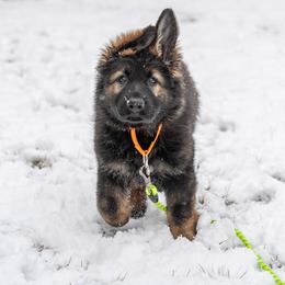 German Shepherd Puppies from Howixx German Shepherds