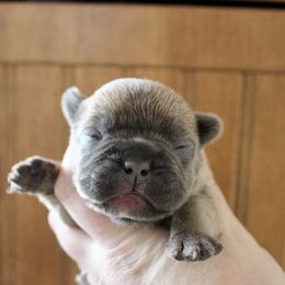 Onyx - Blue fawn male French Bulldog puppy in Tomahawk, Wisconsin from Mahner Labs
