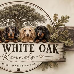 Dachshund puppies from White Oak Kennels