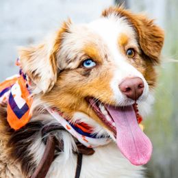 Miniature Australian Shepherd and Toy Australian Shepherd All Grown Up from Rolling Ridge Farms
