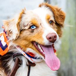 Miniature Australian Shepherd and Toy Australian Shepherd All Grown Up from Rolling Ridge Farms