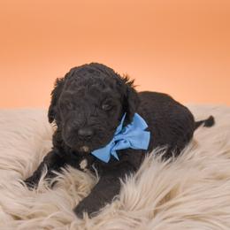 Jacob blue collar - Black male Goldendoodle puppy in Lexington, North Carolina from Deborah’s Doodles
