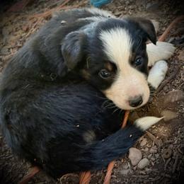 Millie - Tri-color female Border Collie puppy in North Lakeport, California from Wild Rose Ranch