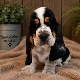 Harvey - Black collar - Black white and brown male Basset Hound puppy in Edmonton, Kentucky from RiverBottom Bassets