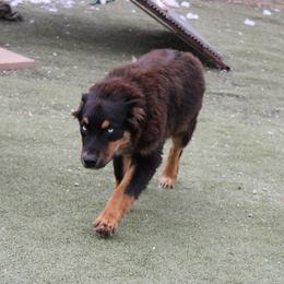 Mackenzie - Black tri-color male Australian Shepherd puppy in Sonoita, Arizona from Gardner Canyon Kennels