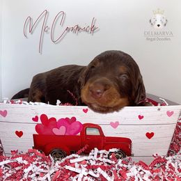 Aussiedoodle and Double Doodle Puppies from Delmarva Regal Doodles