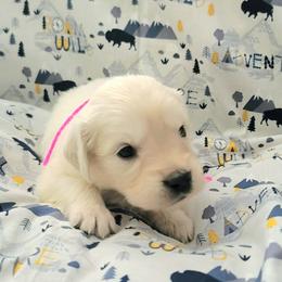 Ms. Pink - Light golden female Golden Retriever puppy in Campton, Kentucky from ElkRidge Goldens