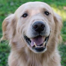 Golden Retrievers from Bones retrievers