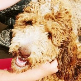 Copper - Bernedoodle