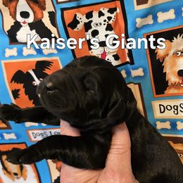 Boy 3 - male Giant Schnauzer puppy in Billings (Bil), Montana from Kaiser's Giants