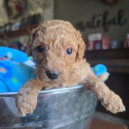 Zayne - Apricot male Cavapoo puppy in Blackfoot, Idaho from Draper Mountain Doodles