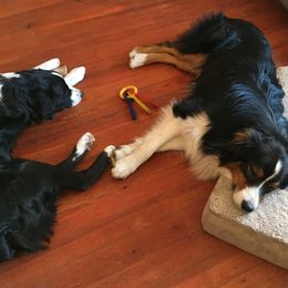 Australian Shepherds from Sunrock Kennel
