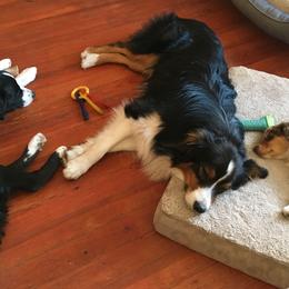 Australian Shepherds from Sunrock Kennel
