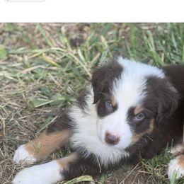 Australian Shepherd Puppies from Folsom’s Wigglebutts