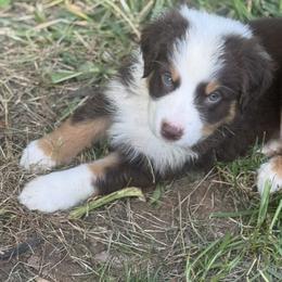 Australian Shepherd Puppies from Folsom’s Wigglebutts