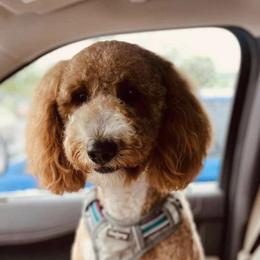 Berkeley - Goldendoodle