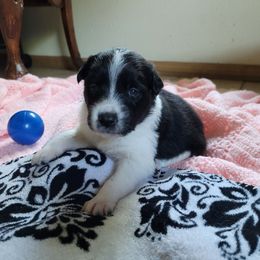 Calla - Black and white female Border Collie puppy in Morgan, Texas from Shooting Star Ranch