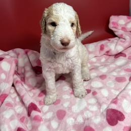 Bentley - Parti male Labradoodle puppy in Ellenwood, Georgia from Four Paws Down