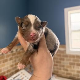 Shamrock - Blue merle male Miniature Australian Shepherd puppy in Buchanan, Georgia from Stanleyville Farm Mini Aussies