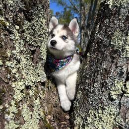Stormy - Black and white female Pomsky puppy in Venus, Pennsylvania from Hemlock Pines Pomsky