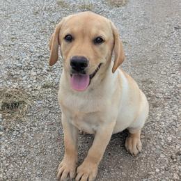 Blossom - Yellow female Labrador Retriever puppy in Garnett, Kansas from Timberland Creek Labradors