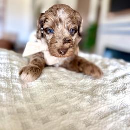 Dalmore - Merle male Goldendoodle puppy in Queen Creek, Arizona from Sunny Doodles