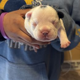 Blue collar - White and brindle male French Bulldog puppy in Auburn, Maine from Jaded French Bulldogs and Bullmastiffs