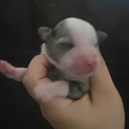 Blue Ivy - Blue merle female Miniature Australian Shepherd puppy in Dalhart, Texas from RNL Family Raised Pups