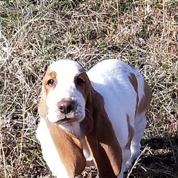 Basset Hound Puppies from Orange Mountain Basset Hounds