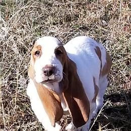 Basset Hound Puppies from Orange Mountain Basset Hounds