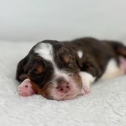 Manny - Tri-color male Bernedoodle puppy in Fleming, Colorado from Vandenbark Doodles