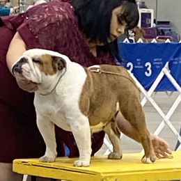 Basil - Bulldog