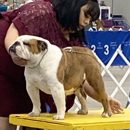 Basil - Bulldog