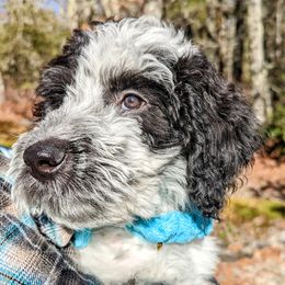 Boy 1 - Parti Double Doodle puppy in Glenville, North Carolina from Breedlove Mtn Doodles