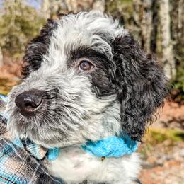 Boy 1 - Parti Double Doodle puppy in Glenville, North Carolina from Breedlove Mtn Doodles