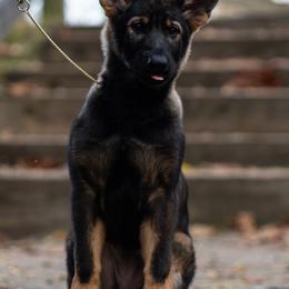 German Shepherd Puppies from Zwinger Vom Rabenauge