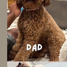 Goldendoodle All Grown Up from Real Doodles of OC