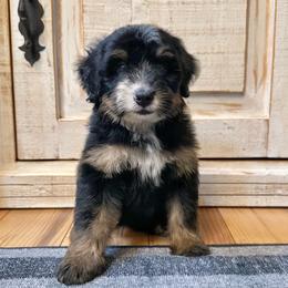 Traditional Tricolor male - Tri-color male Bernedoodle puppy in Brooksville, Florida from Kruger Doodles