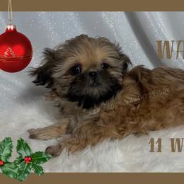 Waffles - Gold male Shih Tzu puppy in Hayden, Idaho from Phoenix Shih Tzu