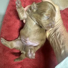 PETEY - Dapple male Dachshund puppy in Polo, Missouri from Blue Tails Farm
