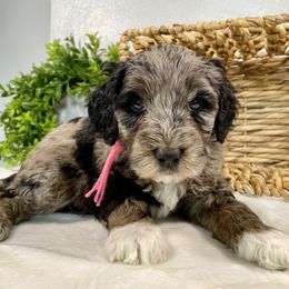 Cavapoo and Goldendoodle Puppies from AnnaBella Doodle