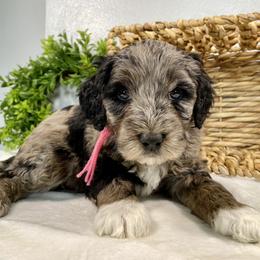 Cavapoo and Goldendoodle Puppies from AnnaBella Doodle