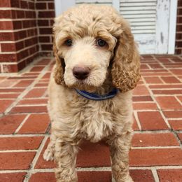 Sky - Cafe au lait male Poodle puppy in Spartanburg, South Carolina from Taya's Pups
