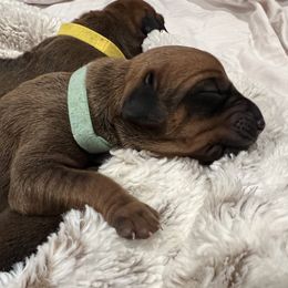 Girl 2 - female Rhodesian Ridgeback puppy in Aubrey, Texas from Bushveld Rhodesian Ridgebacks